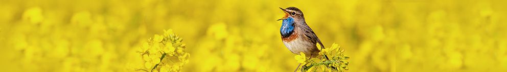 Blaukehlchen im Rapsfeld